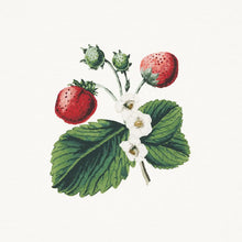Load image into Gallery viewer, Strawberry Hill