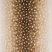 Load image into Gallery viewer, Schumacher Axis Velvet Fabric 79500 / Fawn