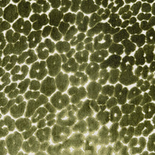 Load image into Gallery viewer, Oliver Green Beige Animal Pattern Cheetah Cut Velvet  Upholstery Fabric