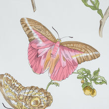 Load image into Gallery viewer, SCHUMACHER BAUDIN BUTTERFLY CHINTZ FABRIC 178720 / BLUSH