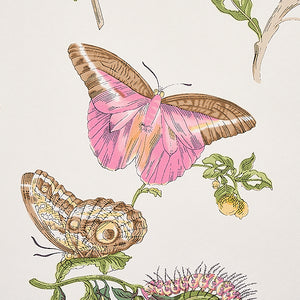 Schumacher Baudin Butterfly Wallpaper 5010690 / Blush