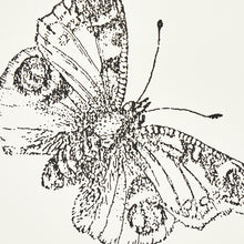 Load image into Gallery viewer, Schumacher Burnell Butterfly Wallpaper 5011740 / Ivory
