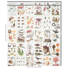 Load image into Gallery viewer, Schumacher Bauhin Wallpaper 5012090 / Document Multi