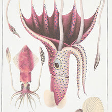 Load image into Gallery viewer, Schumacher Bauhin Wallpaper 5012090 / Document Multi