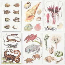 Load image into Gallery viewer, Schumacher Bauhin Wallpaper 5012090 / Document Multi
