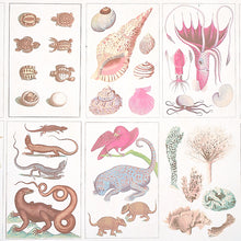 Load image into Gallery viewer, Schumacher Bauhin Wallpaper 5012091 / Soft Multi