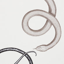 Load image into Gallery viewer, Schumacher Giove Wallpaper / Agate &amp; Onyx