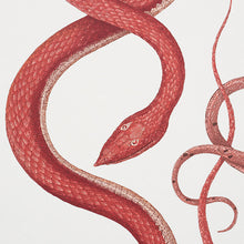 Load image into Gallery viewer, Schumacher Giove Wallpaper / Ruby &amp; Garnet